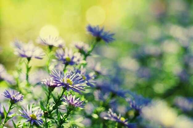 Fondo de tiernas flores hermosas azul violeta suave, fondo floral