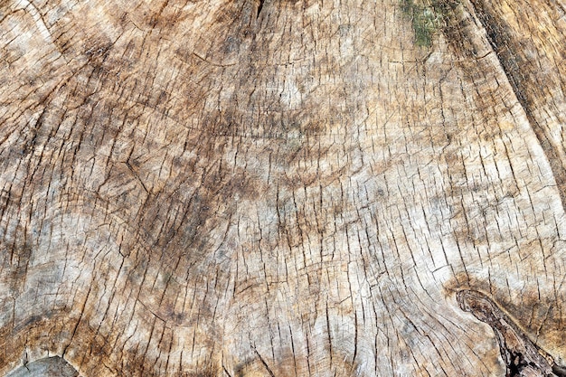 Fondo de tocón de madera La textura del árbol cortado Vista superior enfoque selectivo