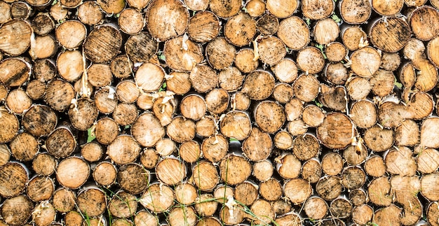 Fondo de tocones de árboles. Piezas de fondo de tocón de madera de teca. Tocón redondo de madera de teca. Los árboles de maderas de teca redondas círculo tocones grupo cortado. Deforestación.