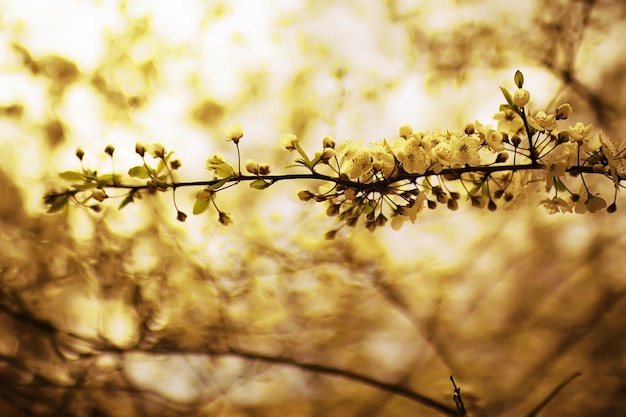 fondo tonificado ramas de árboles de primavera con hojas jóvenes resplandor solar desenfoque bokeh