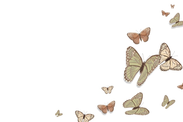 El fondo transparente del borde de la mariposa Png