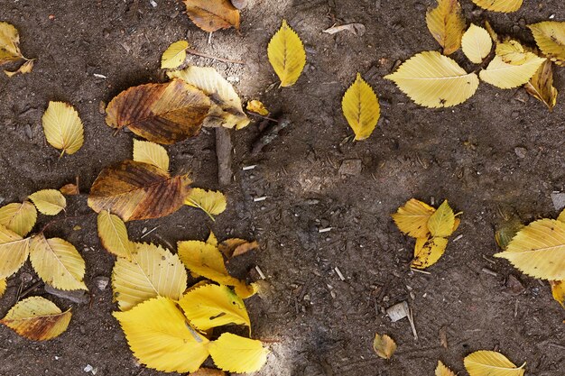 Fondo transparente con coloridas hojas de otoño texturas de azulejos