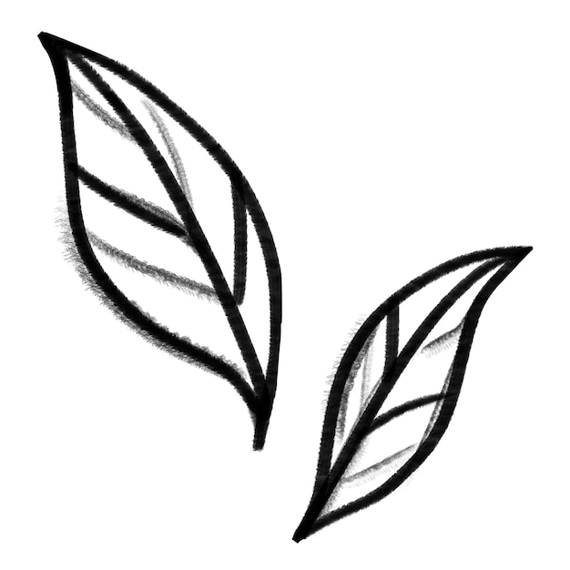 Fondo transparente con dibujos en png de hojas