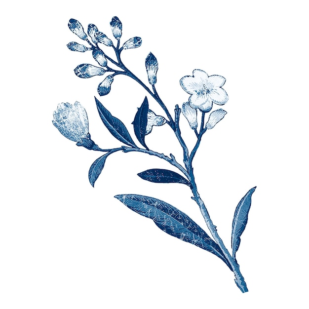 El fondo transparente de la flor de cerezo azul vintage png