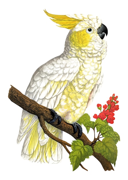 El fondo transparente del pájaro vintage png con cresta de limón menor Remezclado por rawpixel