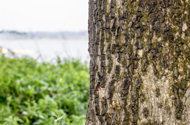 Fondo de tronco de árbol resistente con espacio de copia al lado del río urbano