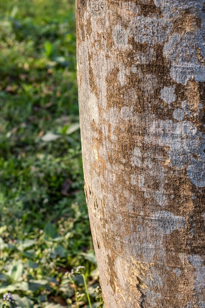 Fondo de tronco de árbol viejo enfocado selectivo dentro del bosque