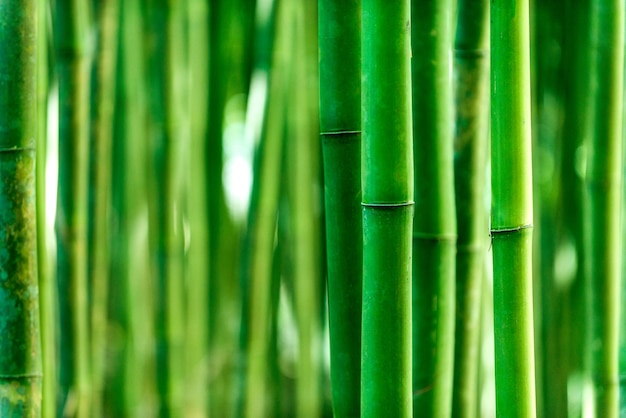 Fondo de tronco de bambú Sudeste asiático