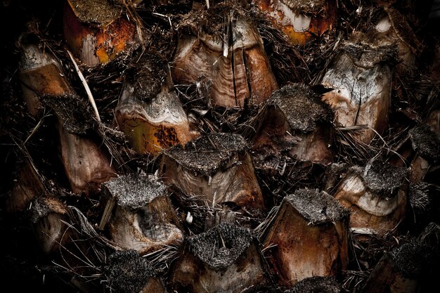 Fondo De Tronco De Cuerpo De Palmera De Planta Tropical