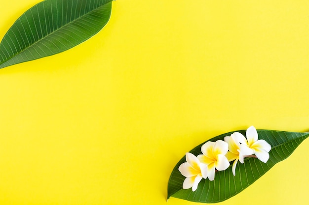 Fondo tropical con flores de frangipani y hojas verdes con copia espacio foto de alta calidad