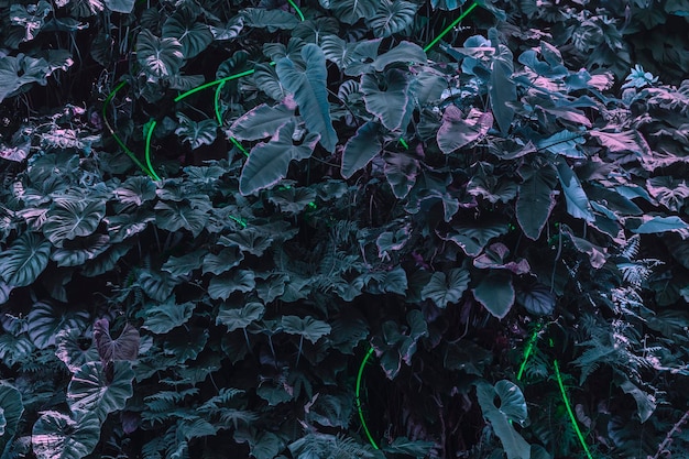 Fondo tropical fluorescente creativo de hojas de plantas tropicales