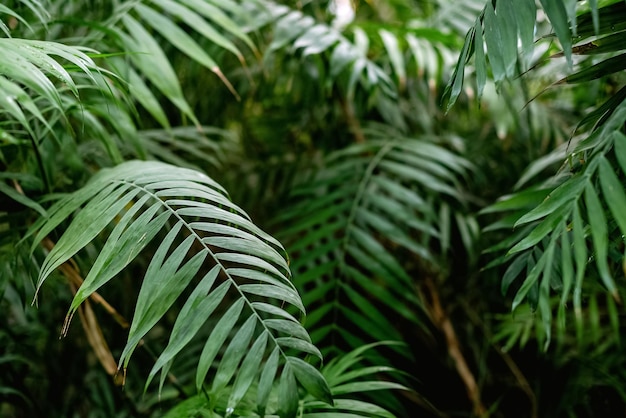 Fondo tropical de hojas de palmera verde