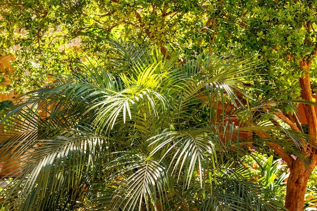 Fondo tropical de hojas de palmera verde.