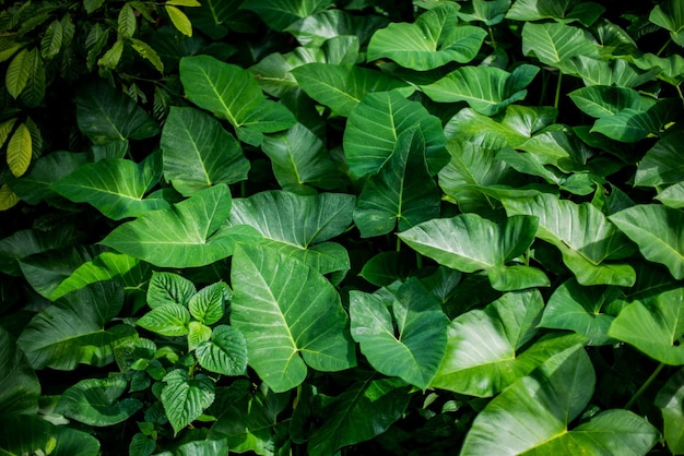 Fondo tropical de hojas verdes