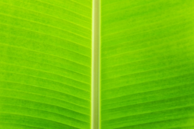 Fondo tropical de la textura del follaje de la palma de la hoja verde del plátano.