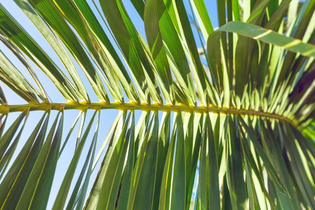 Fondo tropical de verano abstracto de hoja de palma verde