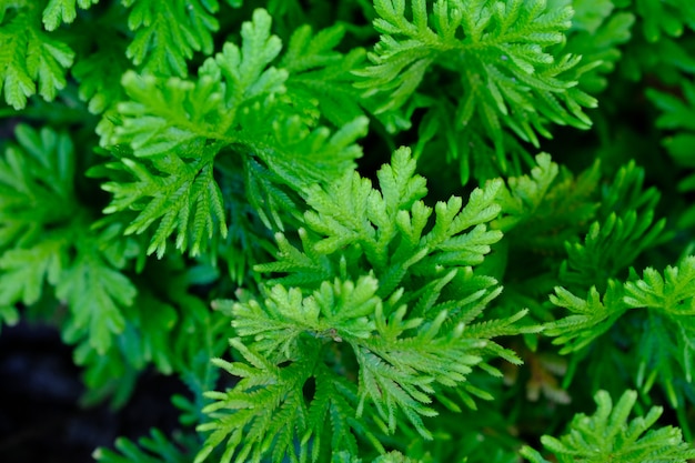 Fondo tropical del verde de la naturaleza de la textura de la hoja.