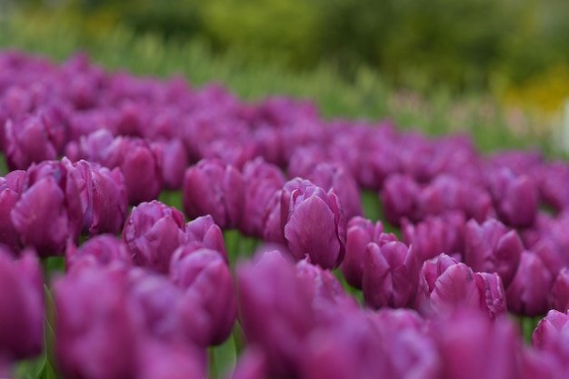 Fondo de tulipán púrpura en un parque en holanda