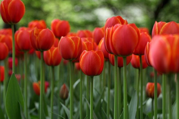 Fondo de tulipanes florecientes rojos y naranjas