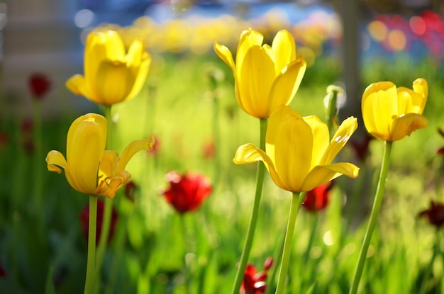 Fondo de tulipanes de flores Hora de verano