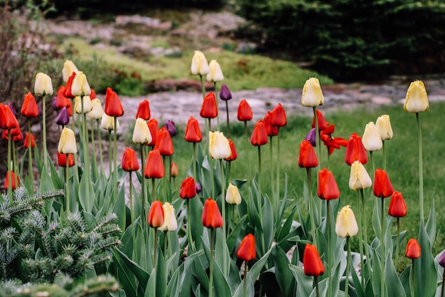 Fondo de tulipanes de flores.