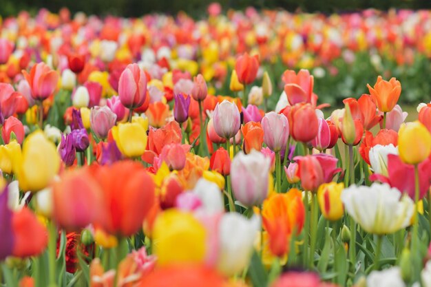 Fondo de tulipanes multicolores en un parque en Holanda