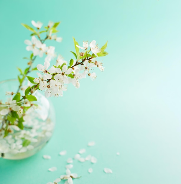 Fondo turquesa de primavera con ramitas de flor de cerezo. Escritorio azul. vista superior, marco. copia espacio