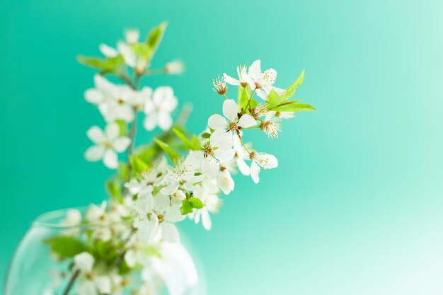 Fondo turquesa de primavera con ramitas de flor de cerezo. Escritorio azul. vista superior, marco. copia espacio