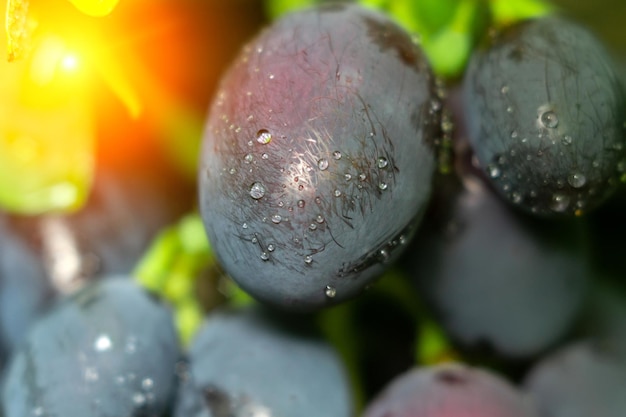 Fondo de uva primer plano concepto de uvas azules orgánicas cultivo de vino y jugo