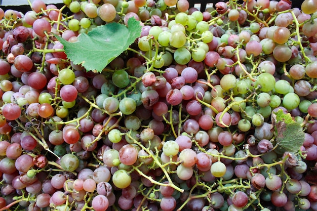 Fondo de uva