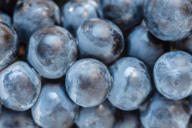 Fondo de uvas azul oscuro