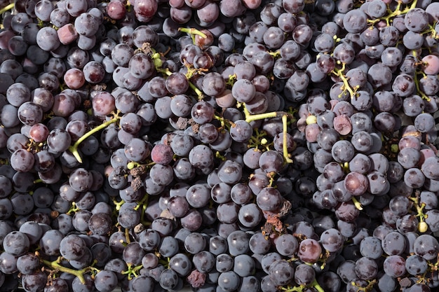 Fondo de uvas rojas frescas