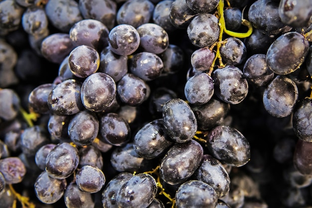 Fondo de uvas de vino tinto, uvas oscuras, uvas de vino azul. Pasas de uva negra. uvas sin semillas