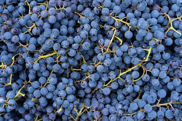 Fondo de uvas de vino uvas negras recién cosechadas