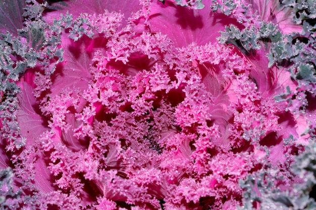 Fondo vegetal coliflor cerca decorativa fotografía macro