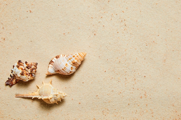 Fondo de verano de arena y conchas de mar exóticas con espacio de copia
