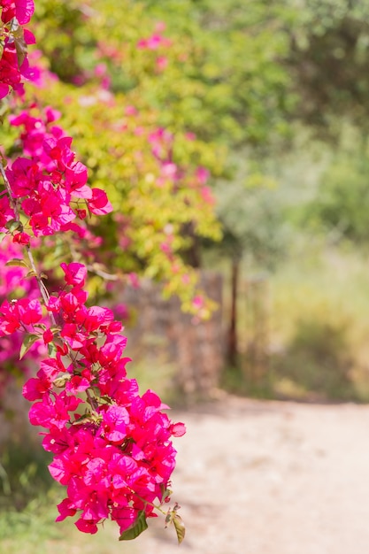 Foto fondo de verano borrosa con arbusto de flores
