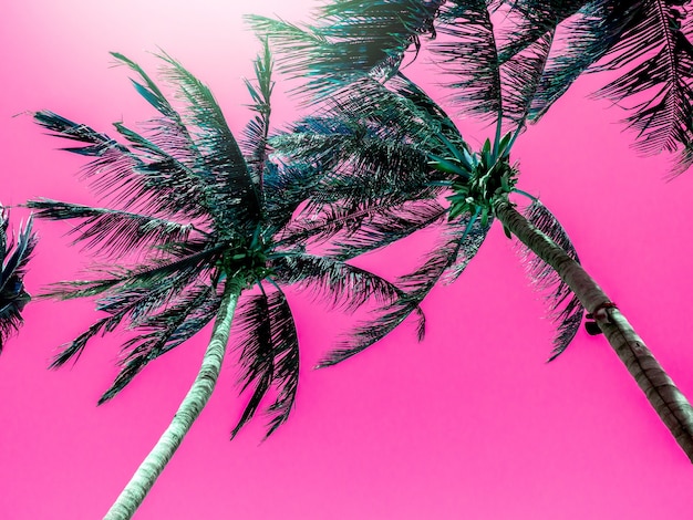 Fondo de verano colorido con palmera tropical vibrante con fondo de cielo rosa estético. Fondo de lujo antinatural mínimo abstracto con espacio de copia.