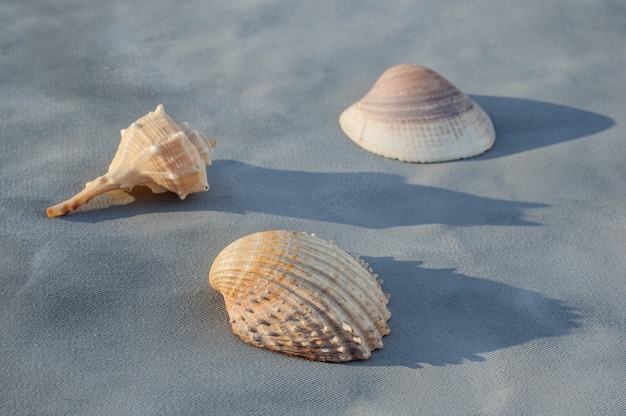 Fondo de verano de conchas marinas sobre fondo gris concepto de verano