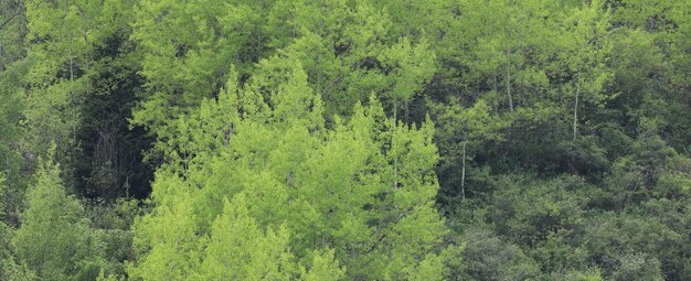 Foto fondo de verano de diferentes árboles de montaña verde