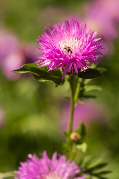 Fondo de verano de flor de aciano púrpura