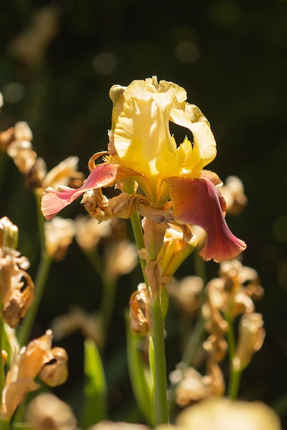 Fondo de verano de flor de iris amarillo y burdeos