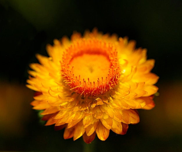 Fondo de verano una flor de naranja en una macro de fondo oscuro