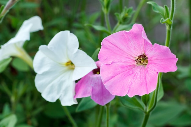 Fondo de verano con flor de petunia a la luz del sol