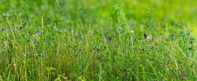 Fondo de verano de flores de pradera verde hierba y púrpura