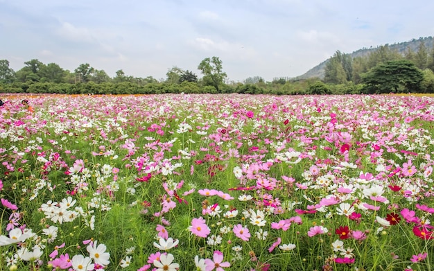 Fondo de verano de flores rosas