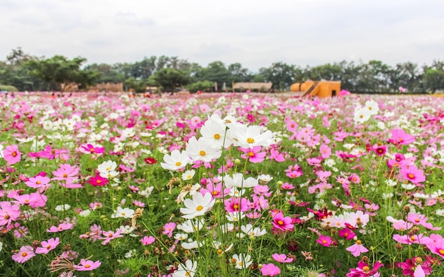 Fondo de verano de flores rosas