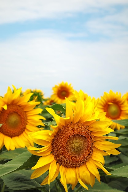 Fondo de verano de girasol en el campo