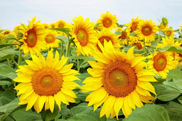 Fondo de verano de girasol en el campo