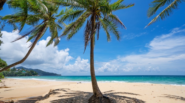 Fondo de verano hermoso palmera y playa tropical.